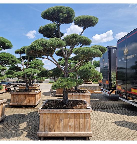 Pinus sylvestris Norsky V lesenem koritu 135x135 cm 275-300 cm Bonsai