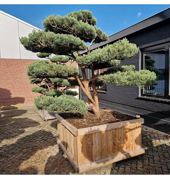 Pinus sylvestris Watereri Nr. 2 v lesenem koritu 135x135 cm; 240 cm; Krošnja 230-240 cm Bonsai