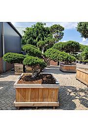 Taxus cuspidata Nr. 28 v lesenem koritu 120x120 cm; 200 cm ; Krošnja 180-300 cm Bonsai