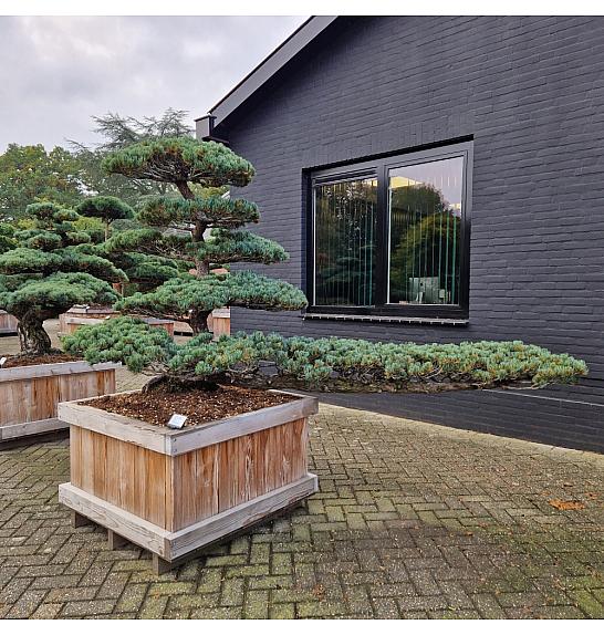 Taxus cuspidata Nr. 1 v lesenem koritu 100x100 cm; 150 cm ; Krošnja 140-280 cm Bonsai