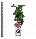 Morus alba Giant Fruit C2 Lit. 30-40 cm