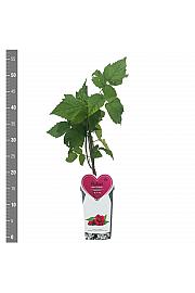 Rubus idaeus Fallred® streib2a(S) C2 Lit. 30-40 cm