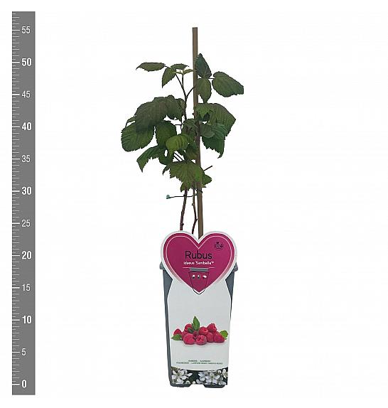 Rubus idaeus Sanibelle® C2 Lit. 30-40 cm