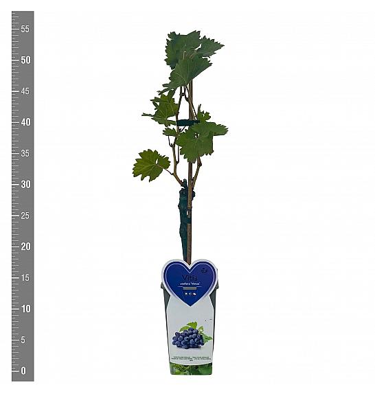Vitis vinifera Venus C2 Lit. 40-50 cm