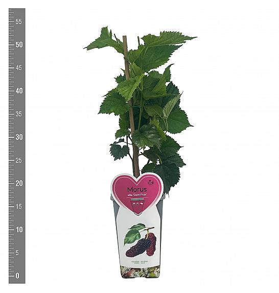 Morus alba Giant Fruit C3 Lit. 25-35 cm