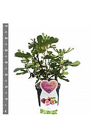 Ficus carica Little Miss Figgy® C5 Lit. 30-40 cm