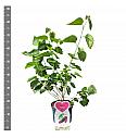 Morus alba Giant Fruit C5 Lit. 30-40 cm