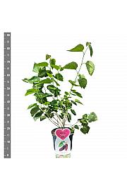 Morus alba Giant Fruit C5 Lit. 30-40 cm