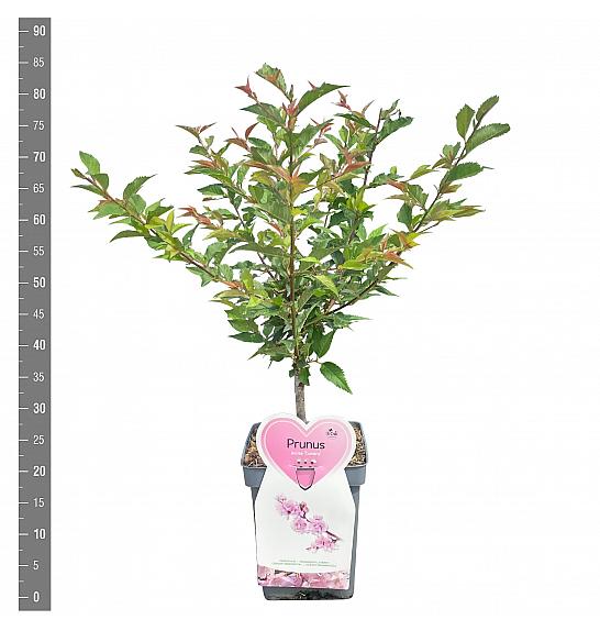Prunus incisa Cunera C5 Lit. 30-40 cm