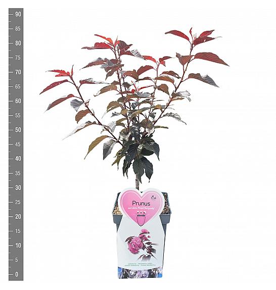 Prunus serulata Royal Burgundy C5 Lit. 60-80 cm