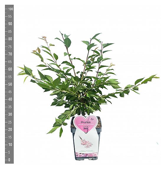 Prunus subhirtella Autumnalis Rosea C5 Lit. 60-80 cm