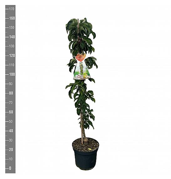 Malus domestica Gold Sensation C12 Lit. 125-150 cm Stebričasta