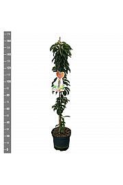 Malus domestica McIntosch C12 Lit. 125-150 cm Stebričasta