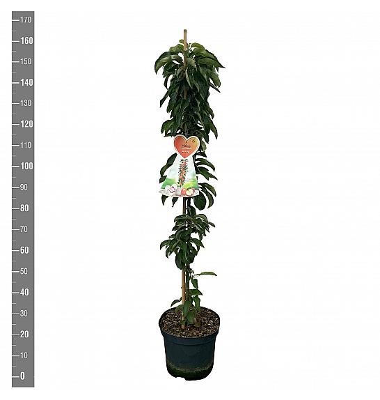 Malus domestica McIntosch C12 Lit. 125-150 cm Stebričasta