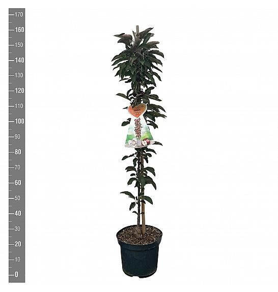 Malus domestica Red Leaf C12 Lit. 125-150 cm Stebričasta