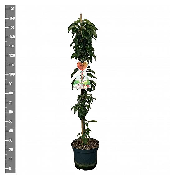 Malus domestica Red Sensation C12 Lit. 125-150 cm Stebričasta