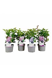 Syringa vulgaris Mix C2 Lit. 20 cm