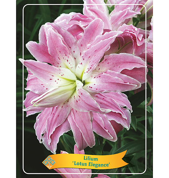 Lilium Lotus Elegance Ø11