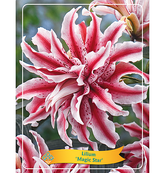 Lilium Magic Star Ø11