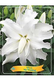 Lilium My Wedding Ø11