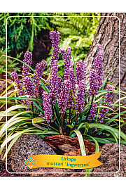Liriope muscari Ingwersen Ø11