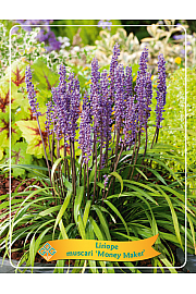 Liriope muscari Money Maker Ø11