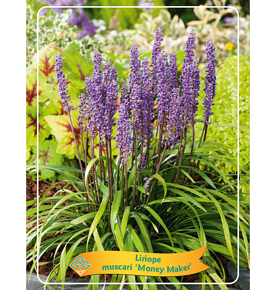 Liriope muscari Money Maker Ø11