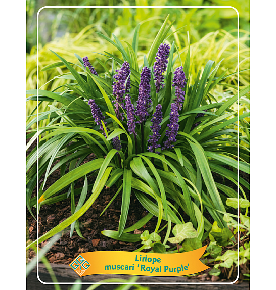 Liriope muscari Royal Purple Ø11