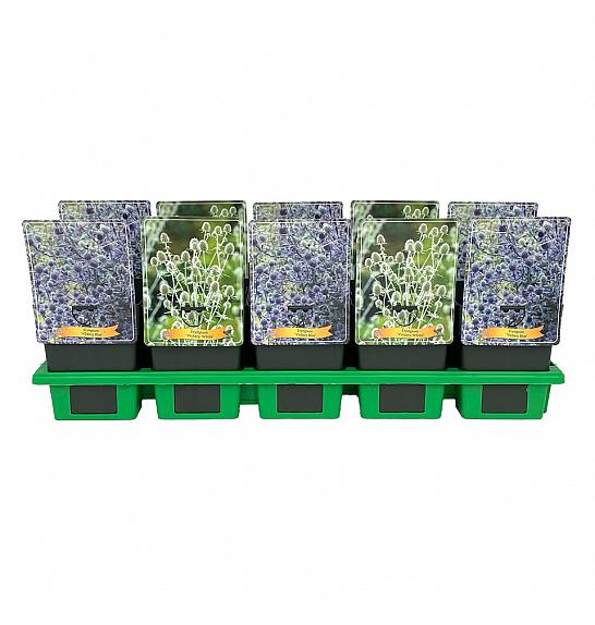 Eryngium mix Ø11