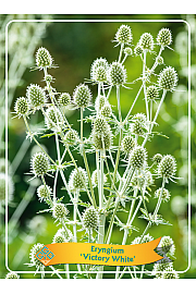Eryngium Victory White Ø11