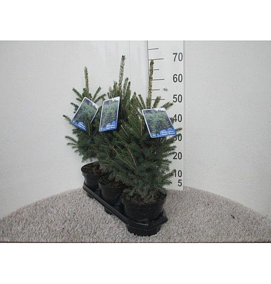 Picea glauca Super Green C3 Lit. 40 cm