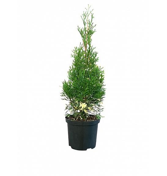 Thuja occidentalis Smaragd Variegata C2,5 Lit. 20-25 cm