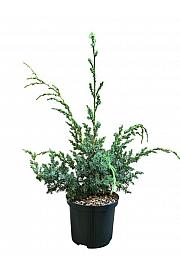 Juniperus chinensis Blue Alps C2,5 Lit. 25-30 cm