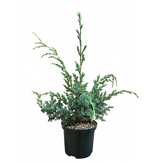 Juniperus chinensis Blue Alps C2,5 Lit. 25-30 cm