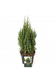 Juniperus chinensis Stricta C2,5 Lit. 25-30 cm