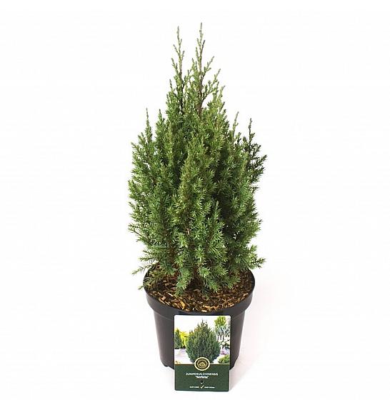 Juniperus chinensis Stricta C2,5 Lit. 30-40 cm