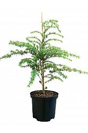 Tsuga heterophylla C2,5 Lit. 30-40 cm