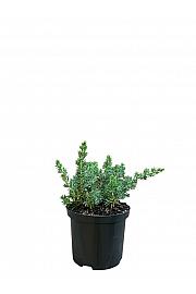 Juniperus conferta Blue Pacific C2,5 Lit. 20-25 cm