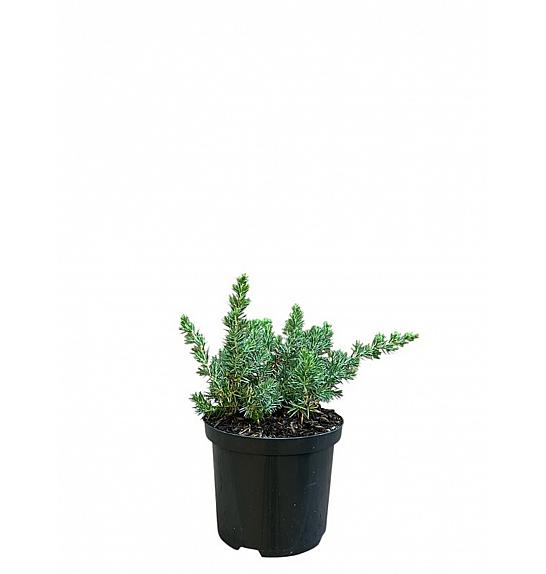 Juniperus conferta Blue Pacific C2,5 Lit. 20-25 cm