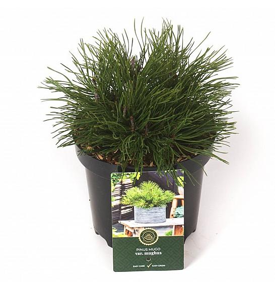 Pinus mugo Mughus C2,5 Lit. 20-25 cm