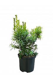 Taxus media Hicksii Barth C2,5 Lit. 25-30 cm