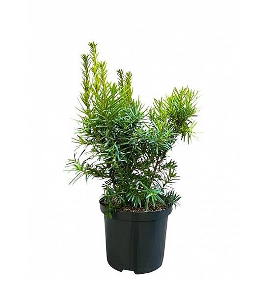 Taxus media Hicksii Barth C2,5 Lit. 25-30 cm