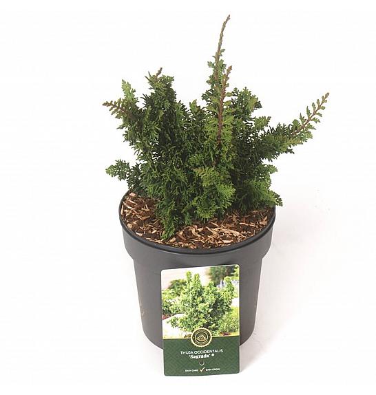 Thuja occidentalis Malonyana Holub = Sagrada C2,5 Lit. 20-25 cm