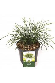 Thuja plicata Whipcord C2,5 Lit. 20-25 cm