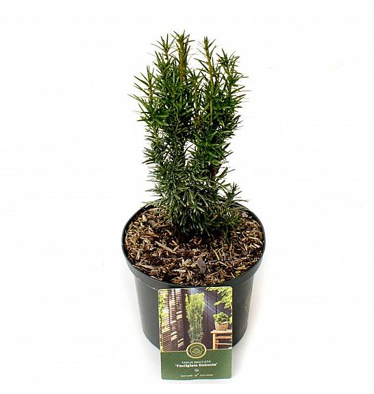 Taxus baccata Fastigiata Robusta C2,5 Lit. 30-40 cm
