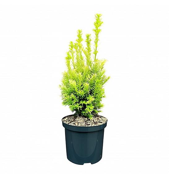Taxus media Tymon ᴾᴮᴿ C2,5 Lit. 30-40 cm