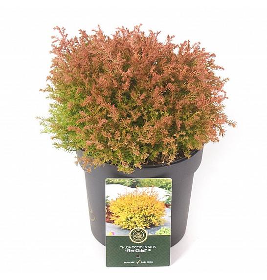 Thuja occidentalis Fire Chief® C2,5 Lit. 15-20 cm
