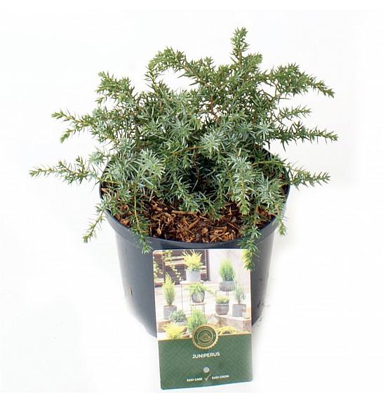 Juniperus communis Silver Carpet G.A. C2,5 Lit. 20-25 cm