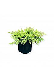 Juniperus conferta Sunflower ᴾᴮᴿ C2,5 Lit. 20-25 cm