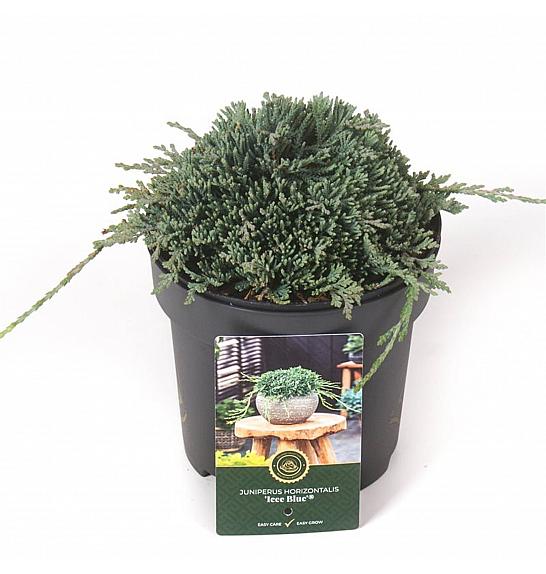 Juniperus horizontalis Icee Blue C2,5 Lit. 15-20 cm